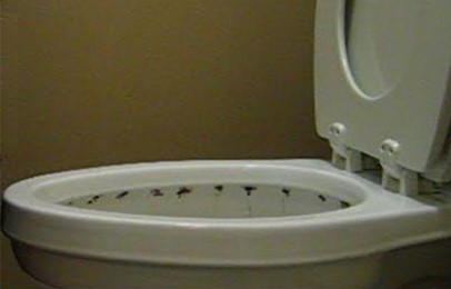 toilet mold